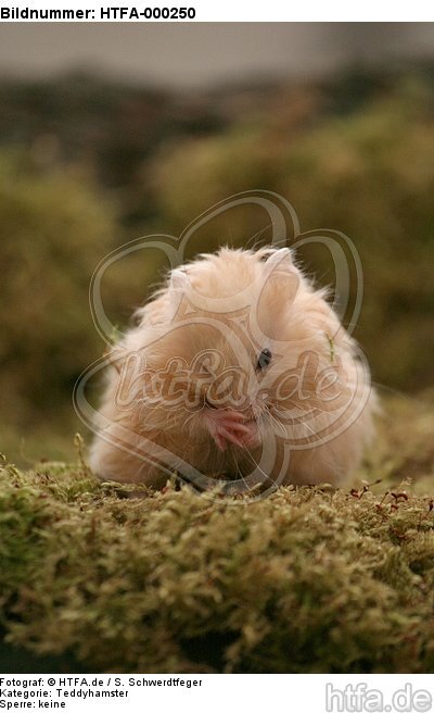 Teddyhamster putzt sich / hamster is preening itself / HTFA-000250