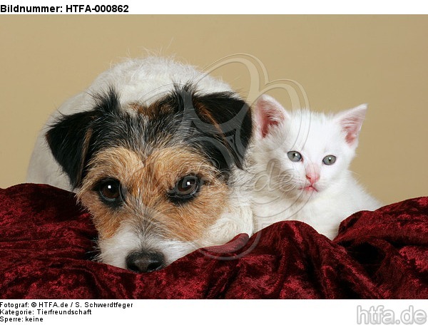 Parson Russell Terrier und Kätzchen / parson russell terrier and kitten / HTFA-000862