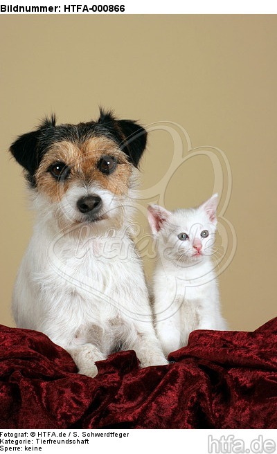 Parson Russell Terrier und Kätzchen / parson russell terrier and kitten / HTFA-000866