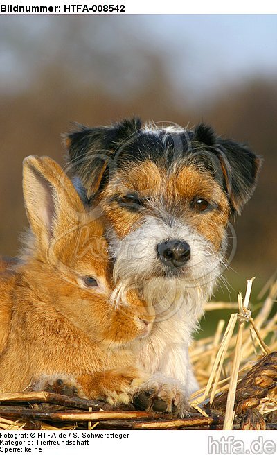 Parson Russell Terrier und Zwergkaninchen / prt and dwarf rabbit / HTFA-008542