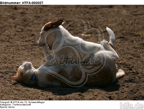 Jack Russell Terrier und Katze / jack russell terrier and cat / HTFA-002027