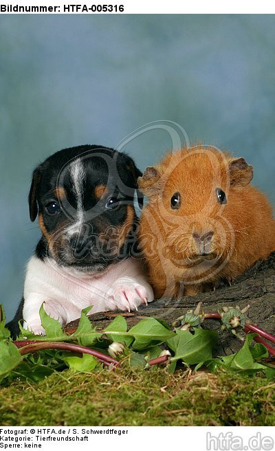 Jack Russell Terrier Welpe und Meerschwein / jack russell terrier puppy and guninea pig / HTFA-005316