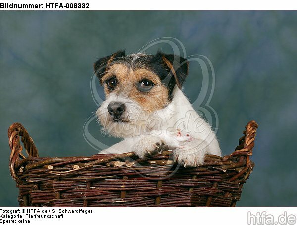 Parson Russell Terrier und Maus / dog and mouse / HTFA-008332