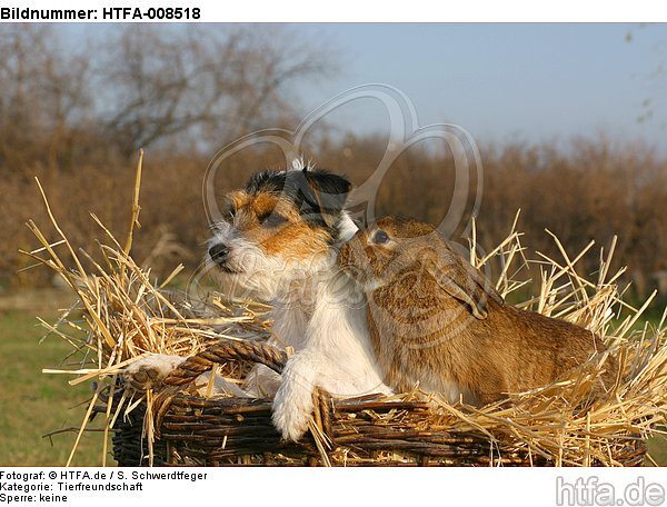 Parson Russell Terrier und Widderkaninchen / prt and bunny / HTFA-008518