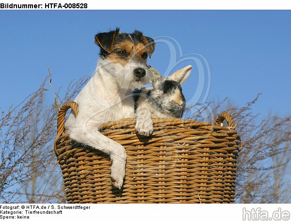 Parson Russell Terrier und Zwergkaninchen / prt and dwarf rabbit / HTFA-008528