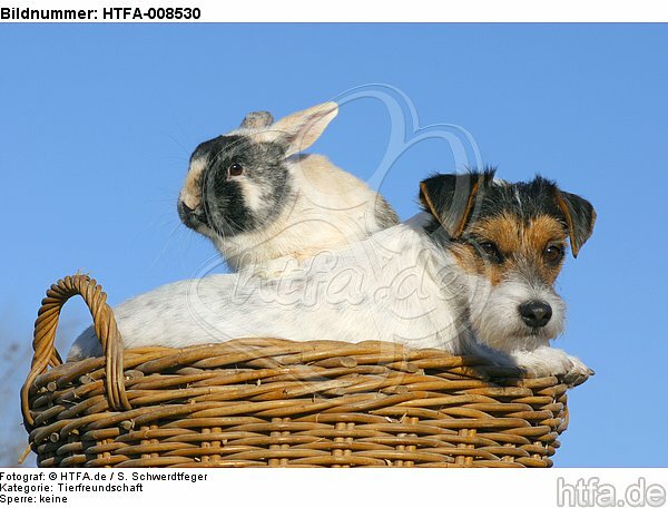 Parson Russell Terrier und Zwergkaninchen / prt and dwarf rabbit / HTFA-008530