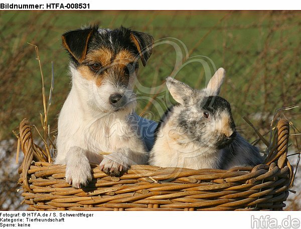 Parson Russell Terrier und Zwergkaninchen / prt and dwarf rabbit / HTFA-008531