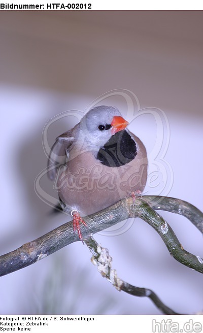 Zebrafink / zebra-finch / HTFA-002012