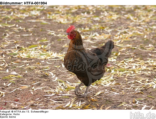 Huhn / chicken / HTFA-001994