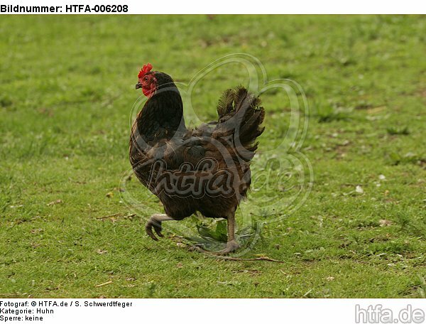 Huhn / chicken / HTFA-006208