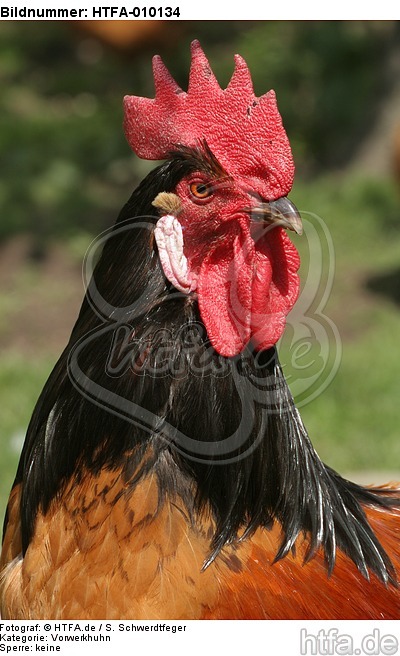 Vorwerkhuhn Hahn Portrait / cock portrait / HTFA-010134