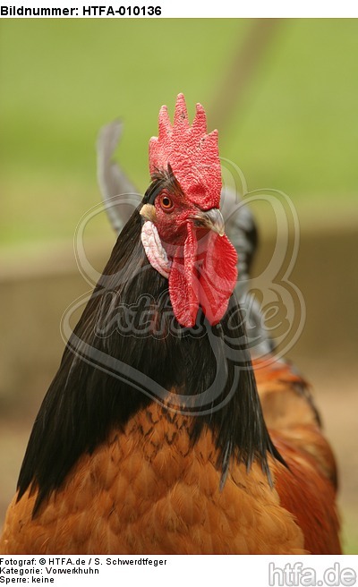 Vorwerkhuhn Hahn Portrait / cock portrait / HTFA-010136