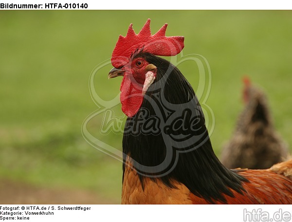 Vorwerkhuhn Hahn Portrait / cock portrait / HTFA-010140