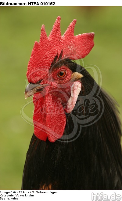 Vorwerkhuhn Hahn Portrait / cock portrait / HTFA-010152