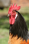 Vorwerkhuhn Hahn Portrait / cock portrait