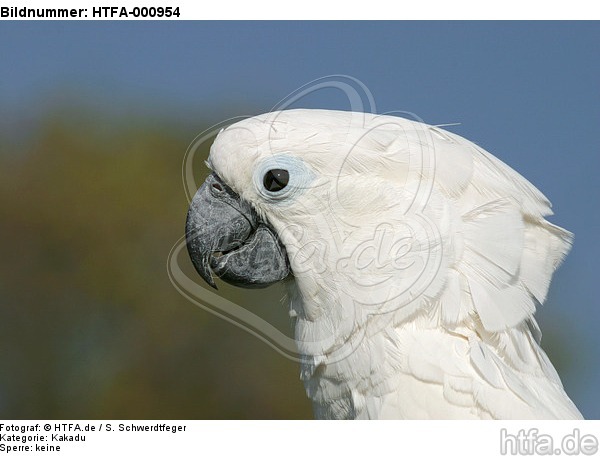 Kakadu Portrait / cockatoo portrait / HTFA-000954