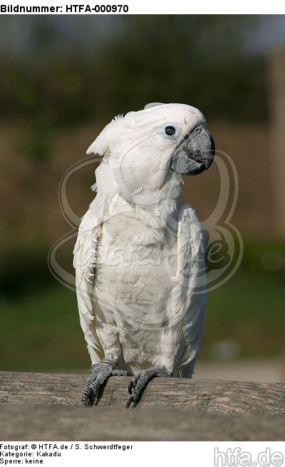 Kakadu / cockatoo / HTFA-000970
