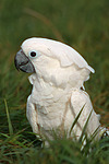 Kakadu im Gras / cockatoo in grass