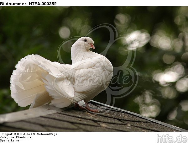 Pfautaube auf dem Dach / fantail pigeon on the roof / HTFA-000352