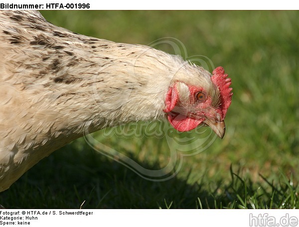 Huhn / chicken / HTFA-001996