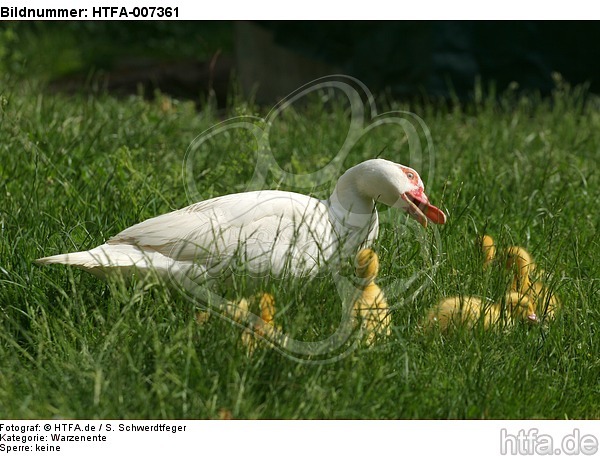 Warzenenten / muscovy ducks / HTFA-007361