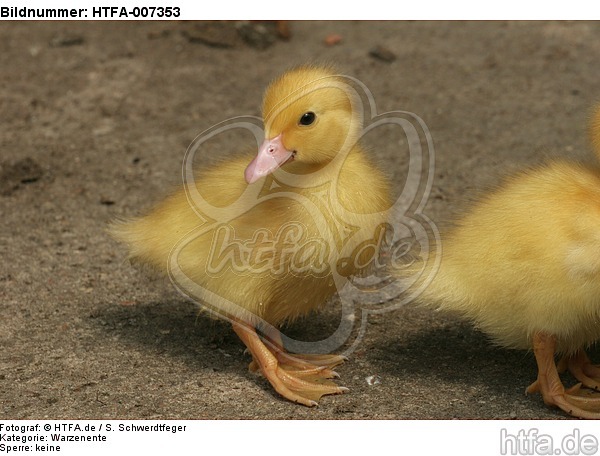 junge Warzenente / young muscovy duck / HTFA-007353