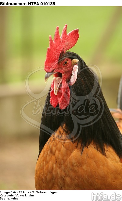 Vorwerkhuhn Hahn Portrait / cock portrait / HTFA-010135