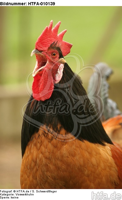 Vorwerkhuhn Hahn Portrait / cock portrait / HTFA-010139