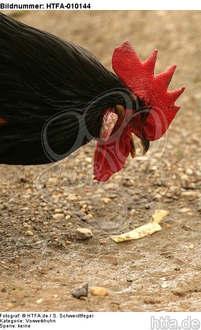 Vorwerkhuhn Hahn Portrait / cock portrait / HTFA-010144