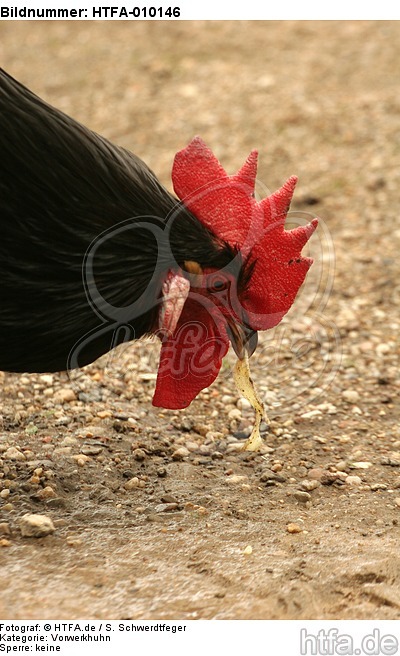 Vorwerkhuhn Hahn Portrait / cock portrait / HTFA-010146