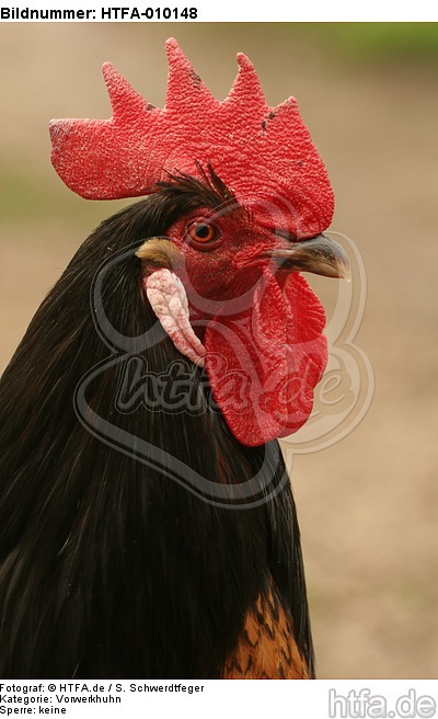 Vorwerkhuhn Hahn Portrait / cock portrait / HTFA-010148