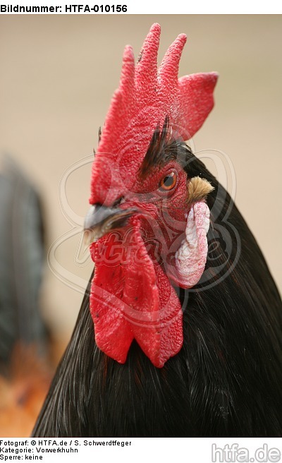 Vorwerkhuhn Hahn Portrait / cock portrait / HTFA-010156