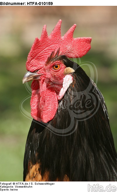 Vorwerkhuhn Hahn Portrait / cock portrait / HTFA-010159