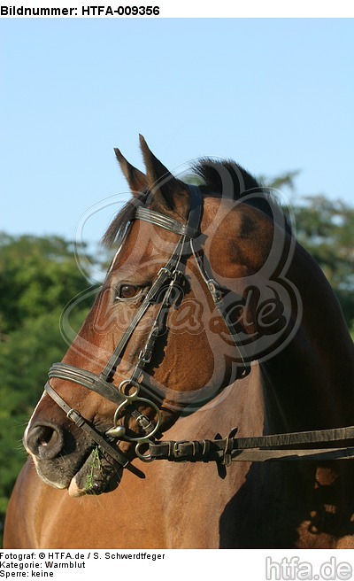 Warmblut Portrait / warmblood portrait / HTFA-009356