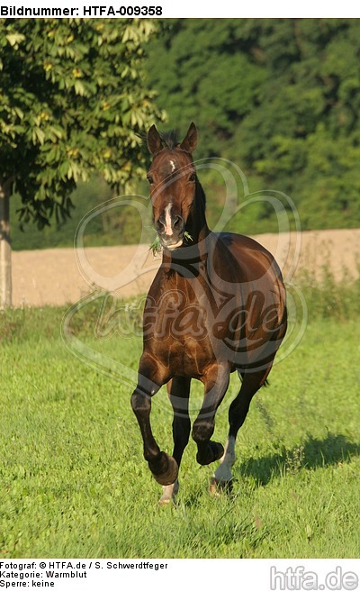 galoppierendes Warmblut / galloping warmblood / HTFA-009358