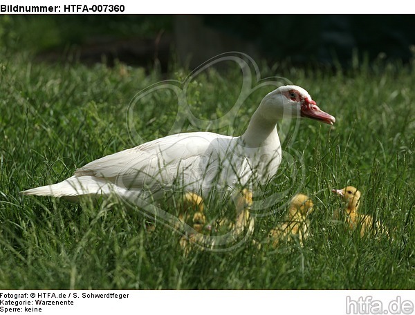 Warzenenten / muscovy ducks / HTFA-007360