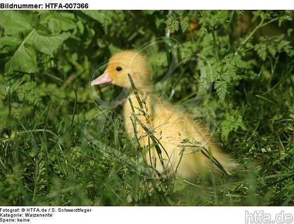 junge Warzenente / young muscovy duck / HTFA-007366