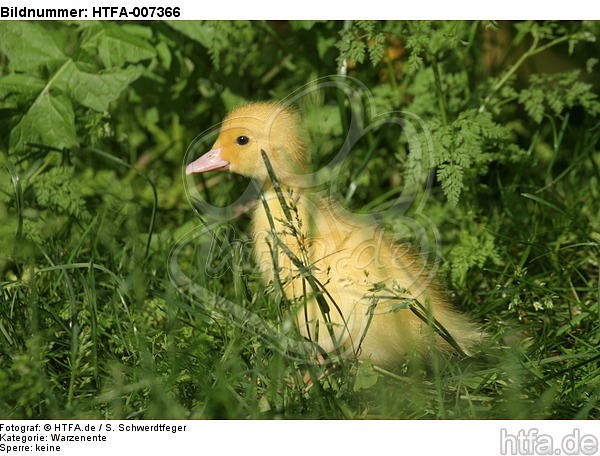 junge Warzenente / young muscovy duck / HTFA-007366