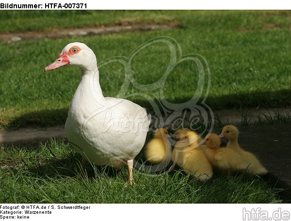 Warzenenten / muscovy ducks / HTFA-007371