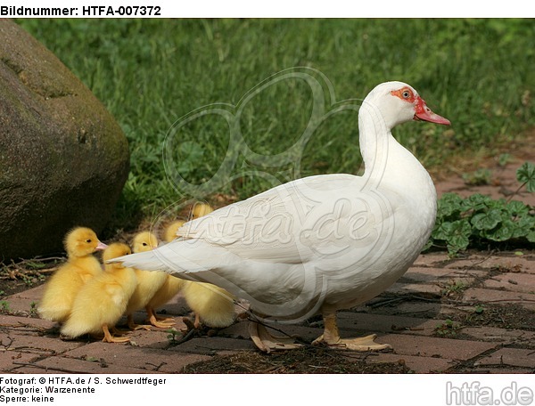 Warzenenten / muscovy ducks / HTFA-007372