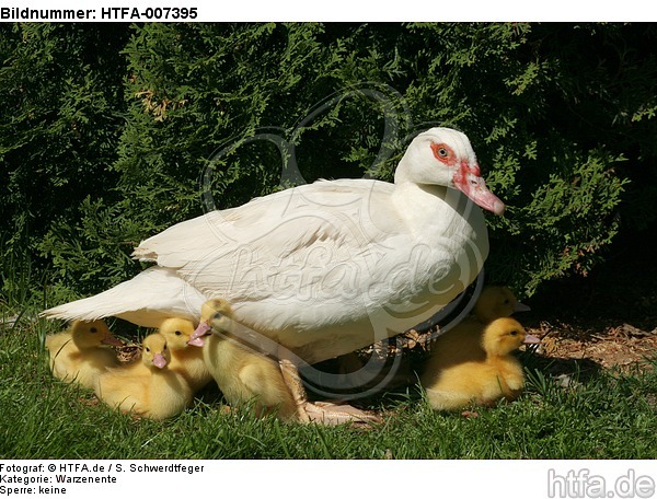 Warzenenten / muscovy ducks / HTFA-007395