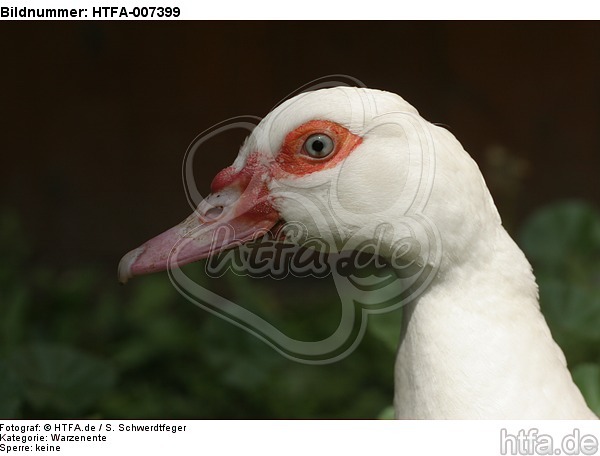 Warzenente / muscovy duck / HTFA-007399