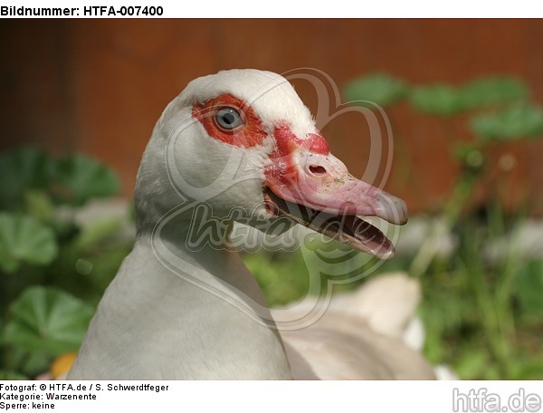 Warzenente / muscovy duck / HTFA-007400