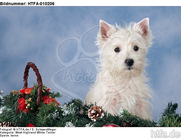 West Highland White Terrier Welpe / West Highland White Terrier Puppy / HTFA-010206