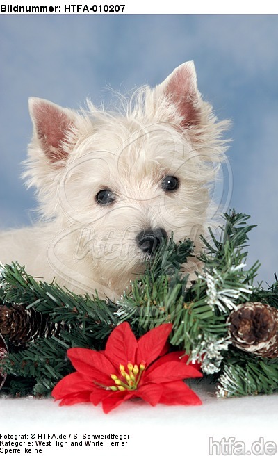 West Highland White Terrier Welpe / West Highland White Terrier Puppy / HTFA-010207
