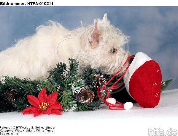 West Highland White Terrier Welpe / West Highland White Terrier Puppy / HTFA-010211