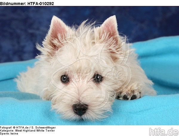 liegender West Highland White Terrier Welpe / lying West Highland White Terrier Puppy / HTFA-010292