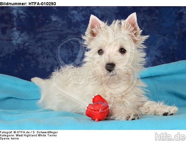 liegender West Highland White Terrier Welpe / lying West Highland White Terrier Puppy / HTFA-010293
