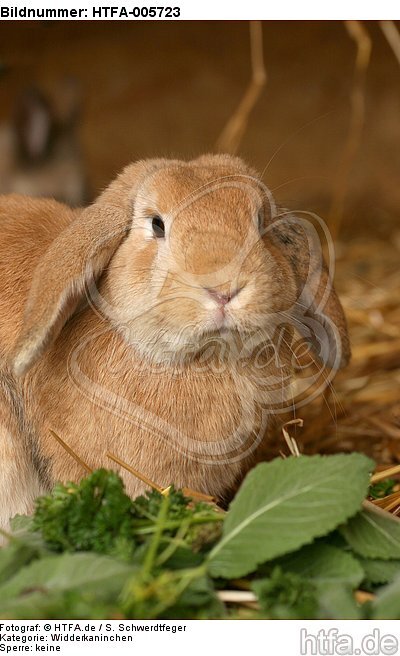 Widderkaninchen / lop-eared bunny / HTFA-005723