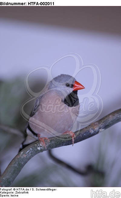 Zebrafink / zebra-finch / HTFA-002011